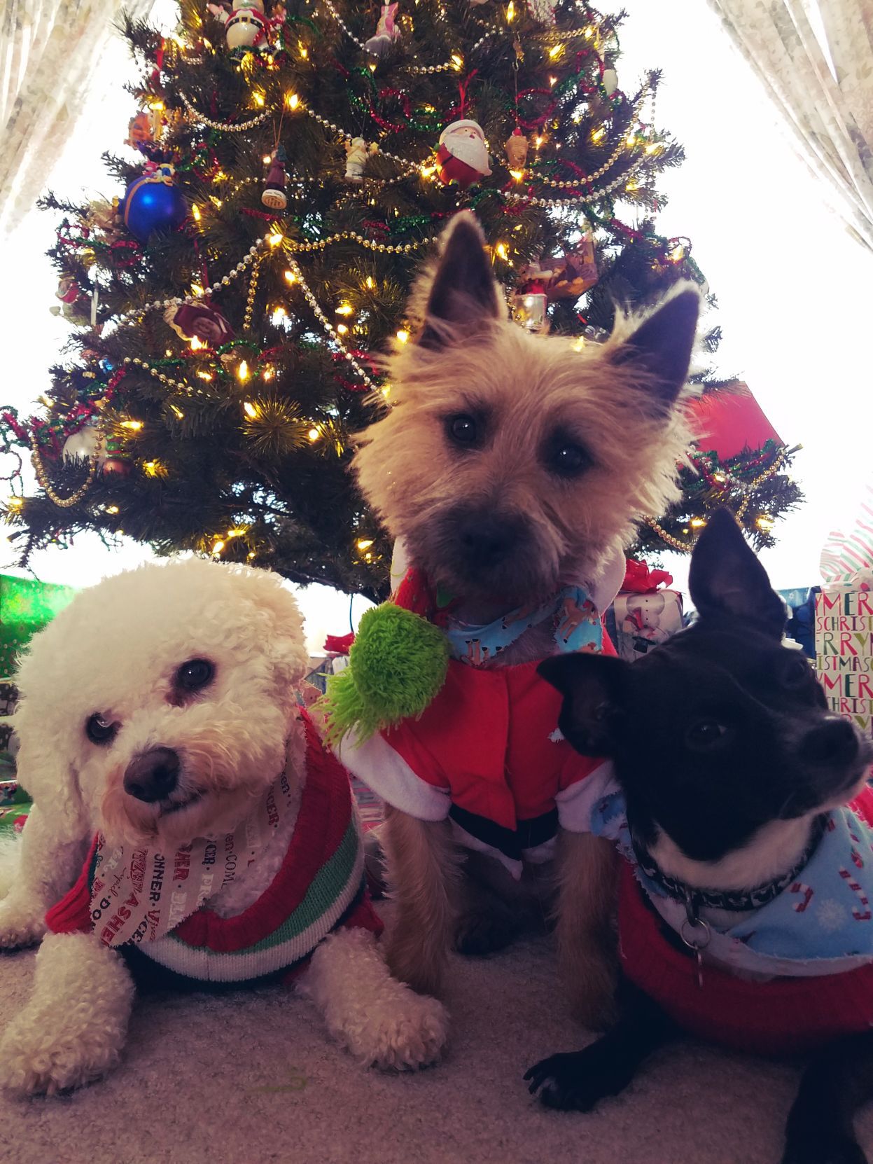The Times Cutest Pets of Winter 2018